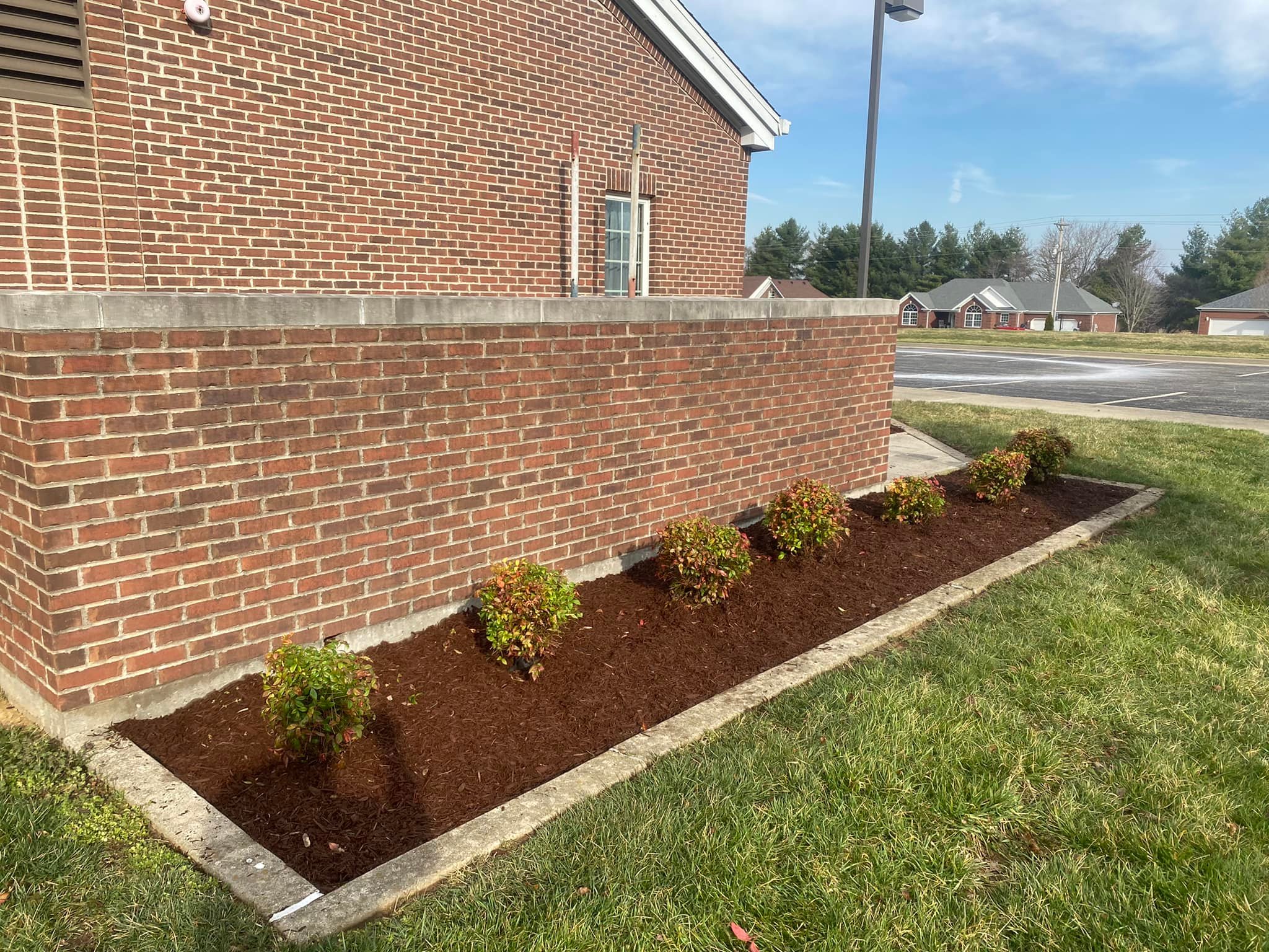 New mulch installation around young bushes in a rectangular garden bed beside a red brick building exterior in Shively, KY.