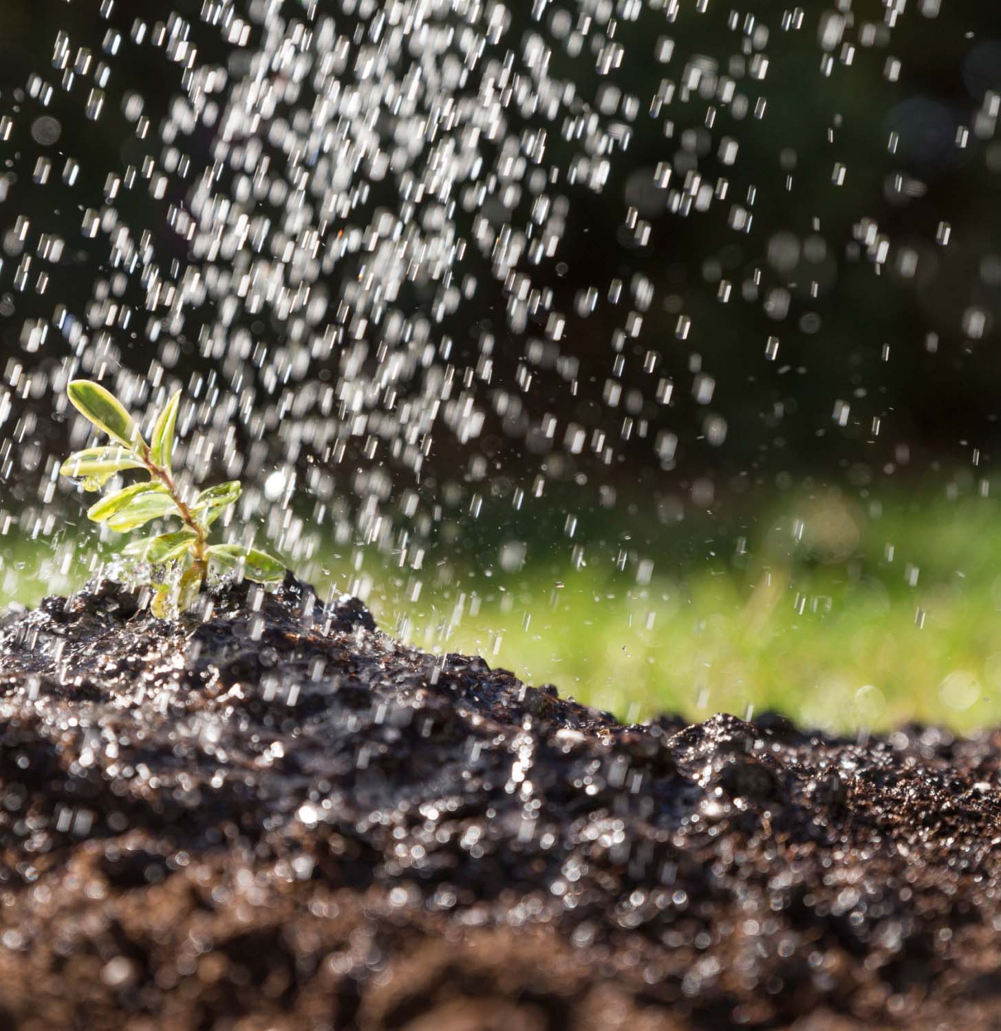 Close-up of water droplets on soil and a young plant, emphasizing benefits of expert fertilization service.
